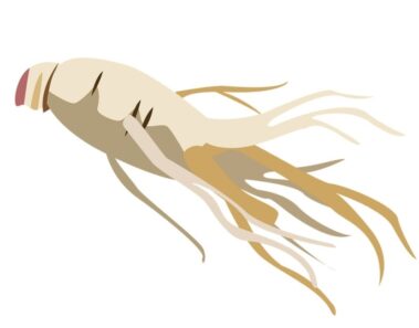 Un nuevo estudio explica por qué sirve el ginseng para adelgazar