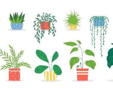 11 plantas de la suerte según el Feng Shui y dónde ponerlas en su casa