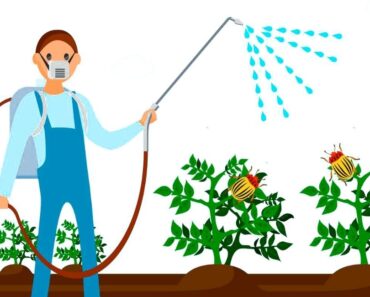 5 formas de evitar los pesticidas en los alimentos