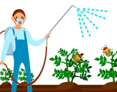 5 formas de evitar los pesticidas en los alimentos