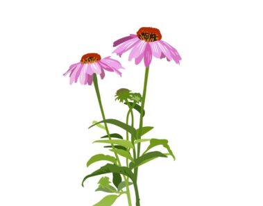 3 Propiedades de la equinacea
