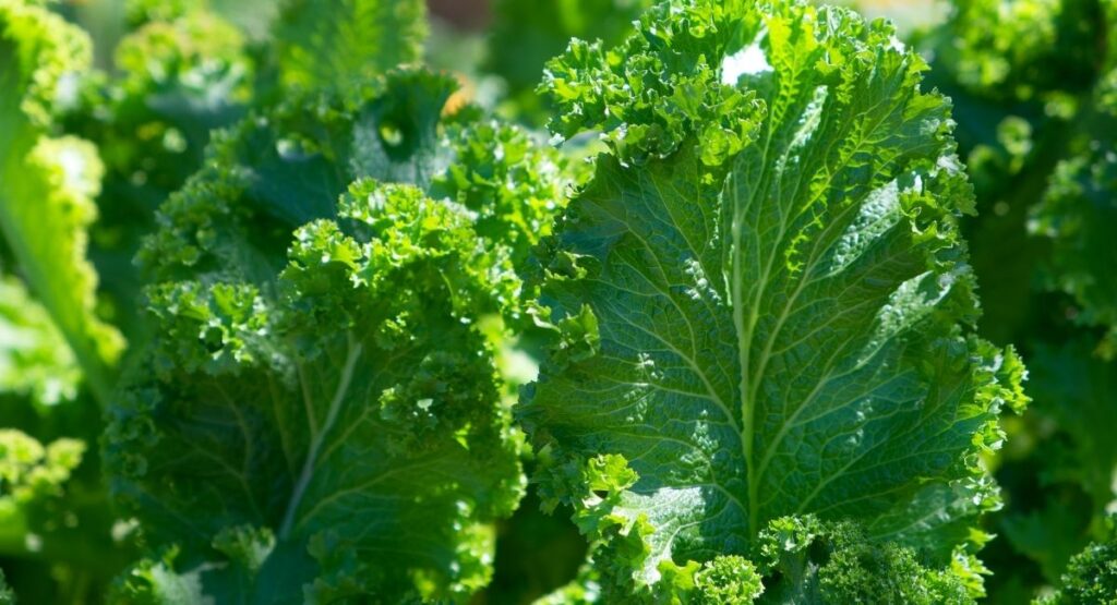 7 Propiedades Del Kale Para La Salud