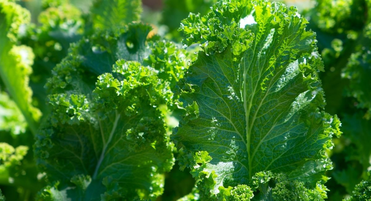 7 Propiedades del kale para la salud
