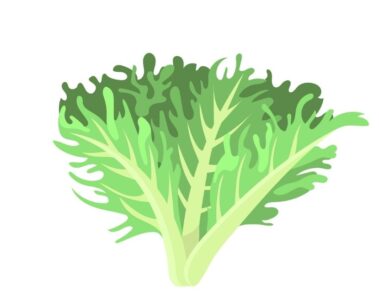 7 Propiedades del kale para la salud