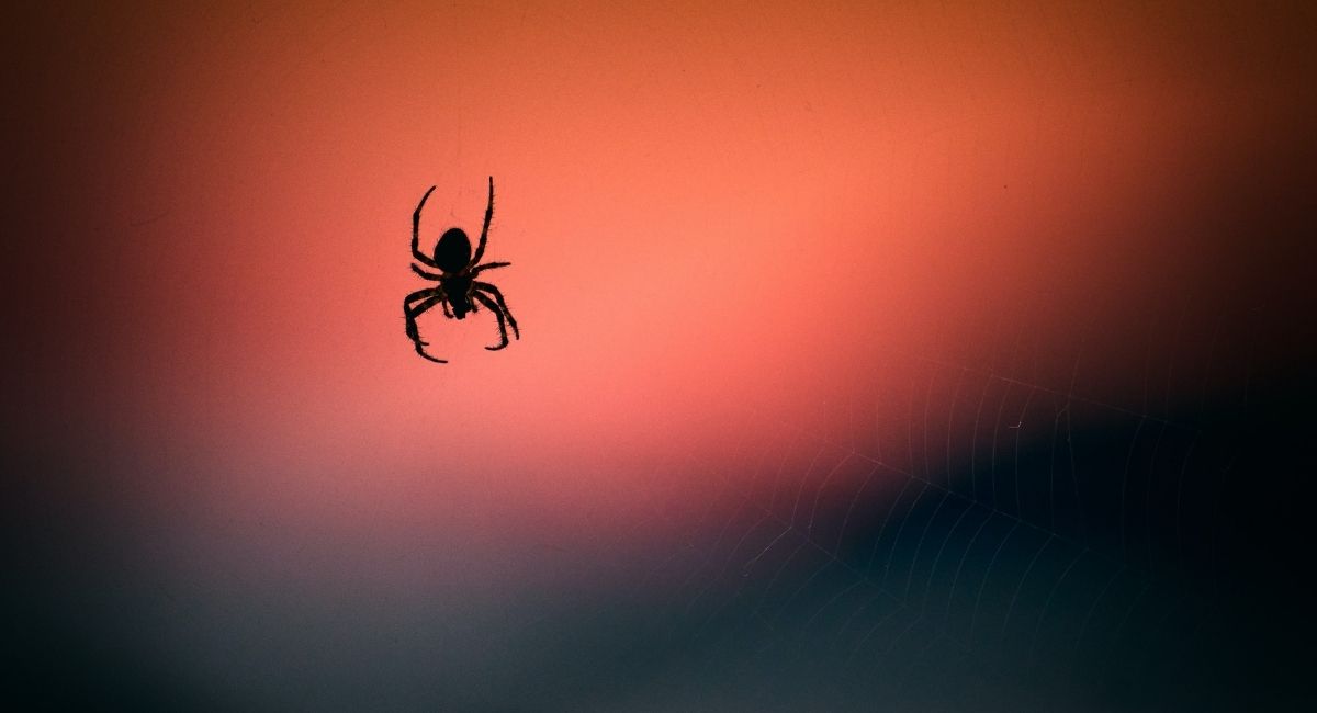 11 cosas que significan soñar con arañas, según un experto en sueños