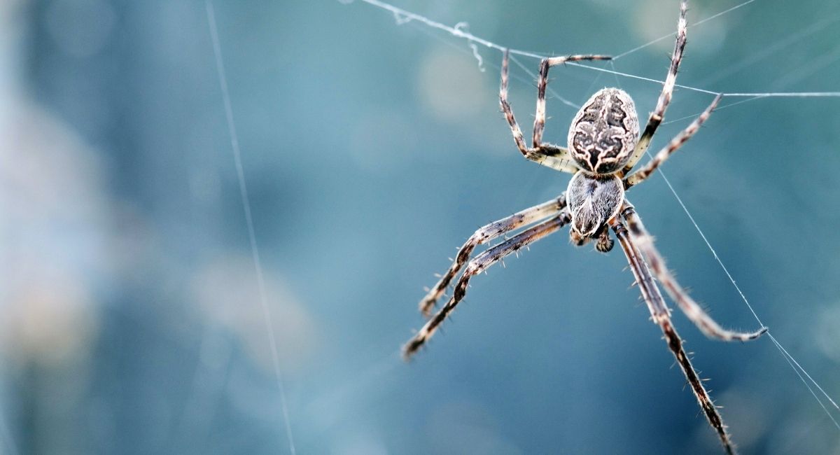 11 cosas que significan soñar con arañas, según un experto en sueños