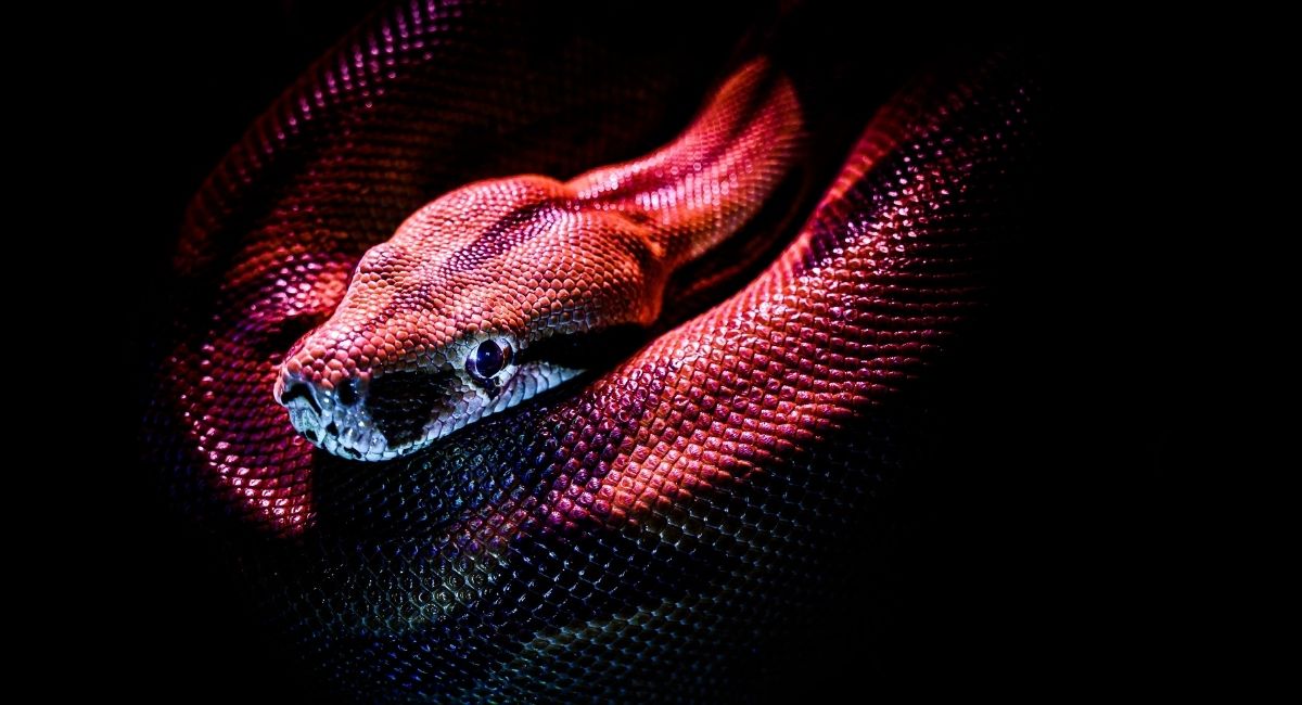 15 Cosas que pueden significar soñar con serpientes