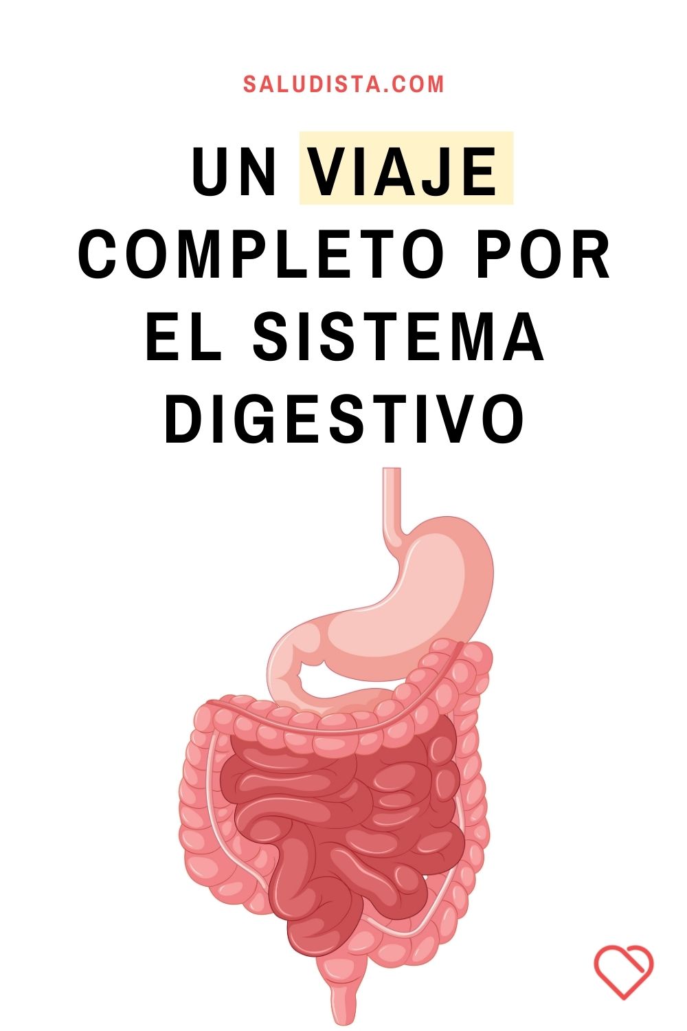 Un viaje completo por el sistema digestivo