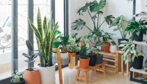 12 Beneficios para la salud de las plantas de interior