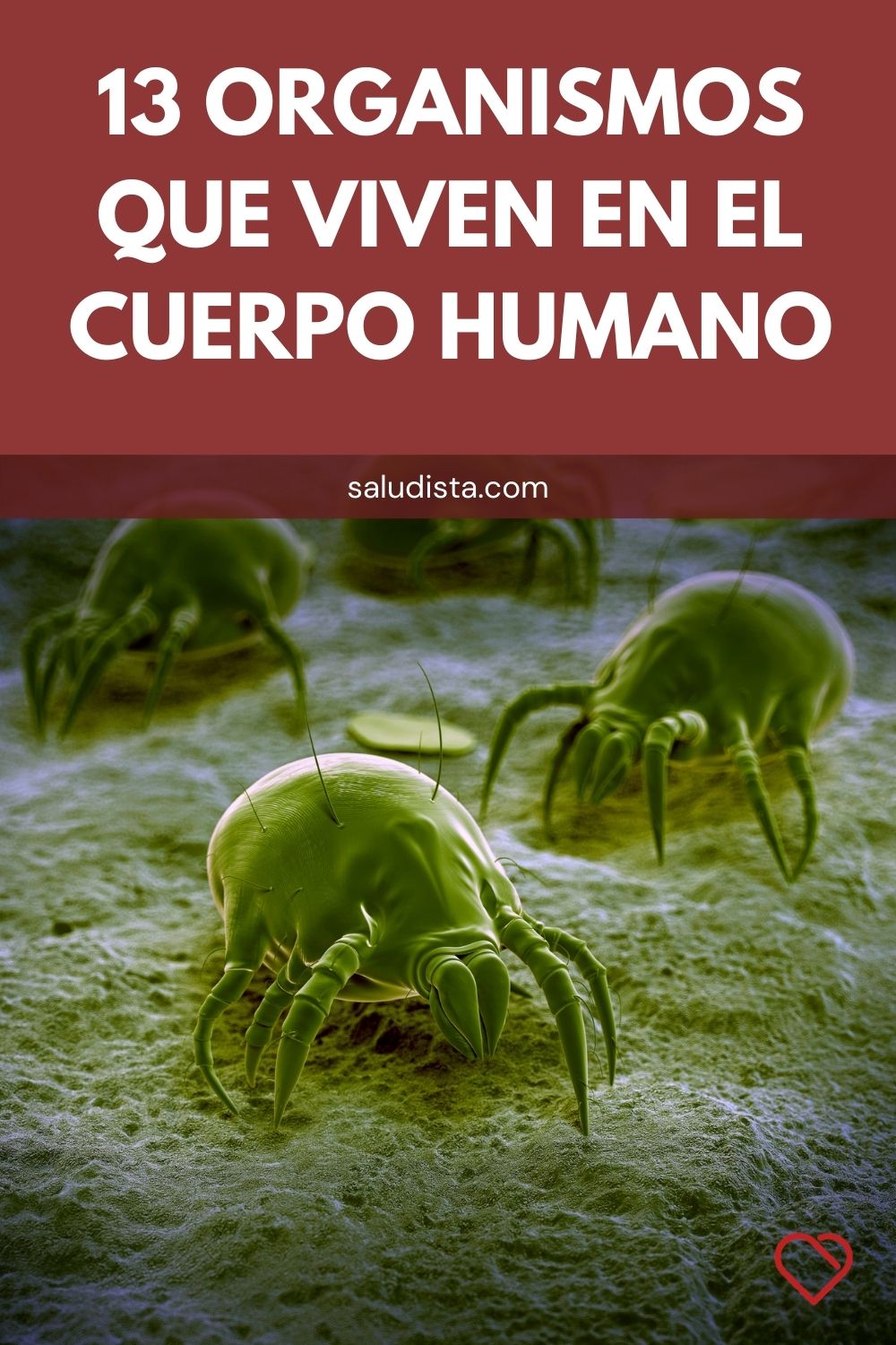 13 Organismos que viven en el cuerpo humano