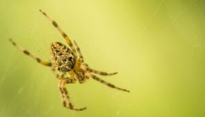 Picaduras de araña: Lo que hay que saber